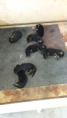 /album/pups-geboren/naamloos1-png/