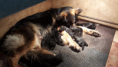/album/pups-geboren/naamloos3-png/