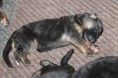 /album/pups-geboren/img-0696-jpg/