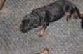 /album/pups-geboren/img-0697-jpg/
