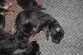 /album/pups-geboren/img-0698-jpg/