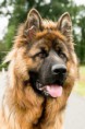 /album/honden-vorige-nestjes/img-20201221-wa0008-jpg/