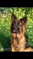 /album/honden-vorige-nestjes/img-20201221-wa0010-jpg/