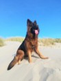 /album/honden-vorige-nestjes/img-20201221-wa0011-jpg/