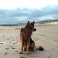 /album/honden-vorige-nestjes/img-20201221-wa0013-jpg/