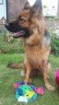 /album/honden-vorige-nestjes/img-20201221-wa0014-jpg/