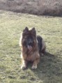 /album/honden-vorige-nestjes/img-20201221-wa0015-jpg/