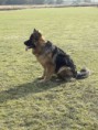 /album/honden-vorige-nestjes/img-20201221-wa0016-jpg/