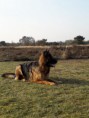 /album/honden-vorige-nestjes/img-20201221-wa0017-jpg/