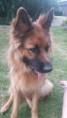 /album/honden-vorige-nestjes/img-20201221-wa0018-jpg/